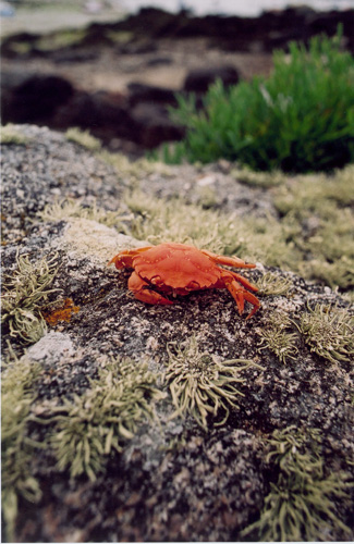 crabe1_72